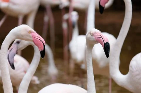 Flamingo Stock Photos