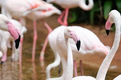 Flamingo Stock Photos