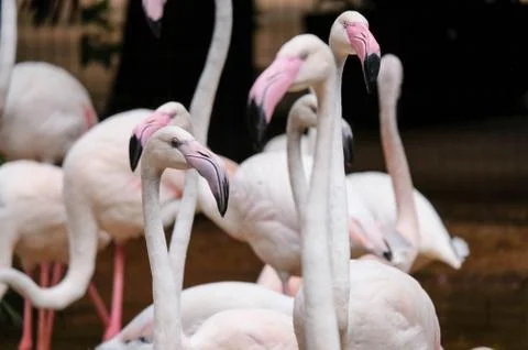 Flamingo Stock Photos
