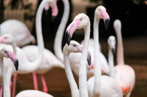 Flamingo Stock Photos