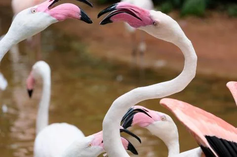 Flamingo Stock Photos