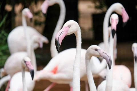 Flamingo Stock Photos