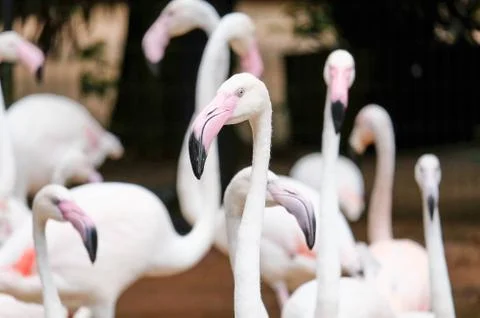 Flamingo Stock Photos