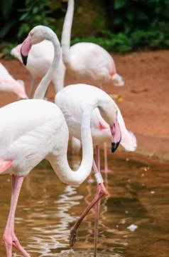 Flamingo Stock Photos