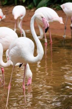 Flamingo Stock Photos