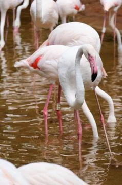 Flamingo Stock Photos
