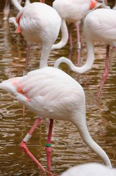 Flamingo Stock Photos