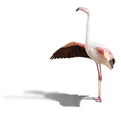 Flamingo Stock Photos
