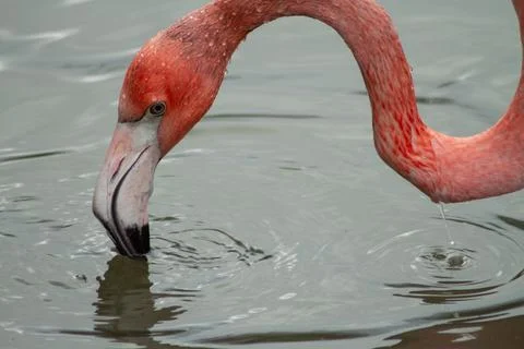 Flamingo Stock Photos