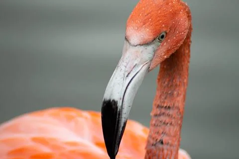 Flamingo 스톡 사진