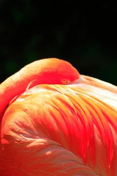 Flamingo Stock Photos