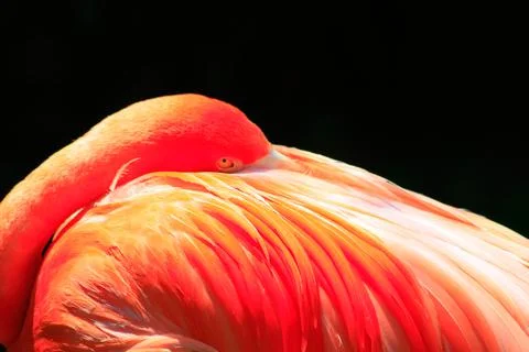 Flamingo Stock Photos