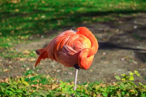 Flamingo Foto stock