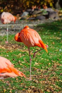 Flamingo Foto stock