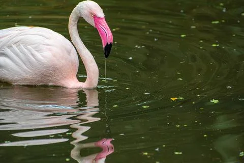 Flamingo Stockfoto's
