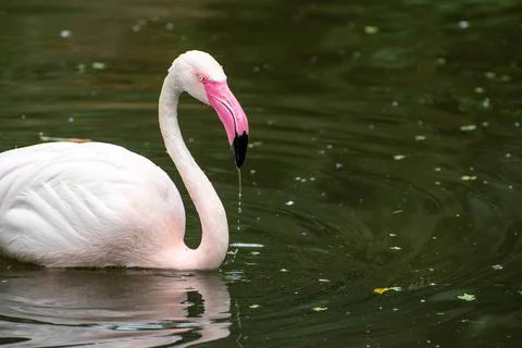 Flamingo Stock Photos
