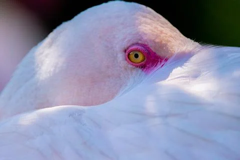 Flamingo Stock Photos