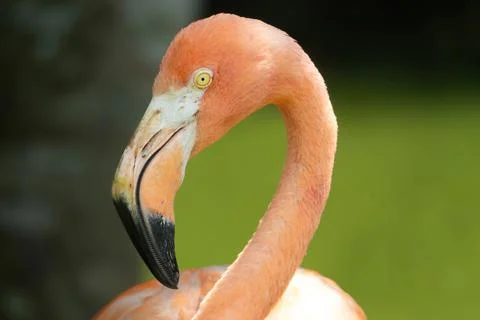 Flamingo Stock Photos