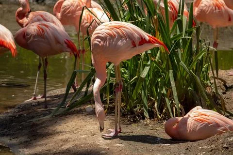 FLAMINGO Stock Photos