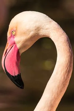 Flamingo Foto stock