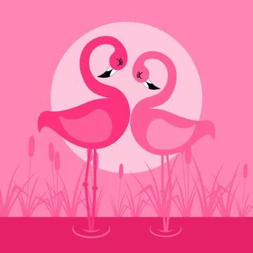 Flamingo Stock Photos