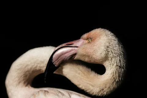 Flamingo Stock-Fotos