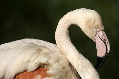 Flamingo Stock-Fotos