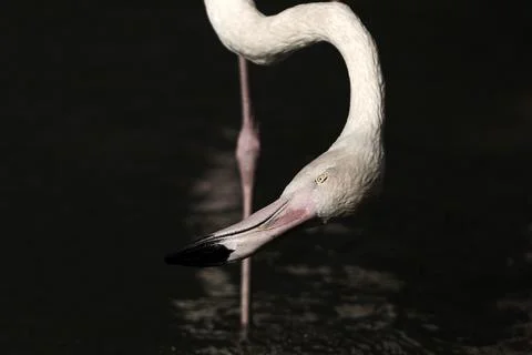 Flamingo Stock-Fotos