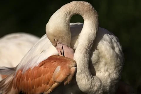 Flamingo Stock-Fotos