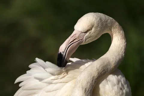 Flamingo Stock-Fotos