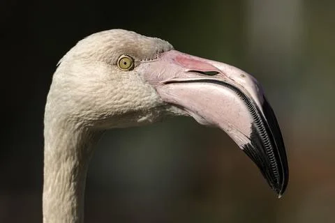 Flamingo Stock-Fotos