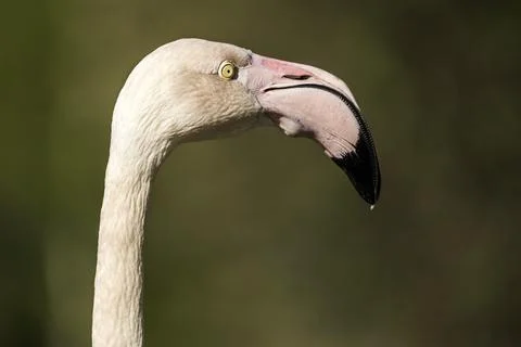 Flamingo Stock-Fotos