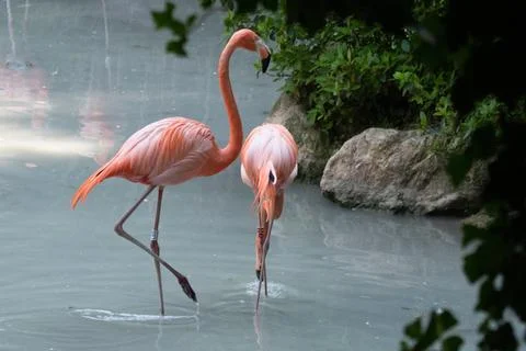 Flamingo Stock Photos