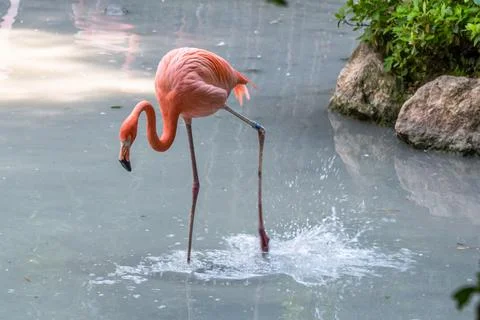 Flamingo Stock Photos