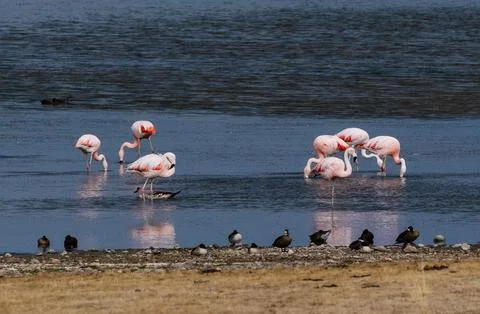 Flamingo Foto stock