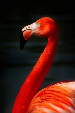 Flamingo Stock Photos