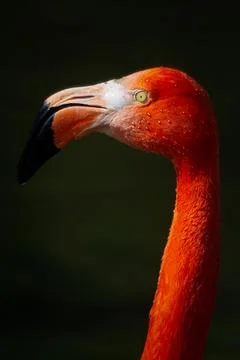 Flamingo Stock Photos