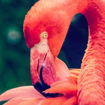 Flamingo Stock Photos