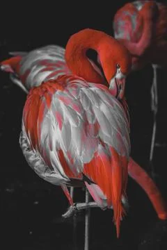 Flamingo Stock Photos
