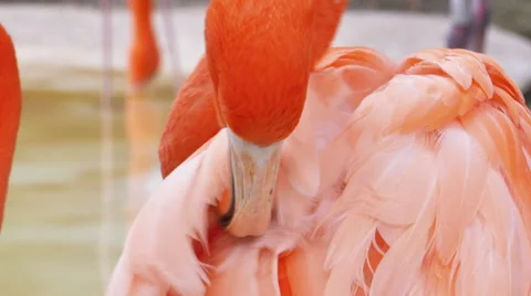 Flamingo Pink Cleaning its Self Close Up, 4K Video stock 59872586