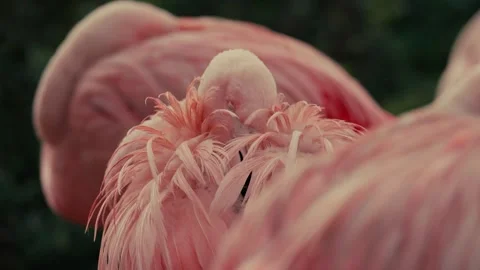 Flamingo pink tropical bird Stock-Footage 289535730