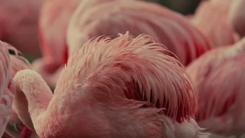 Flamingo pink tropical bird Stock-Footage 289535832