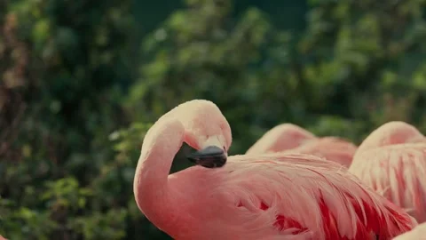Flamingo pink tropical bird Stock-Footage 289535857