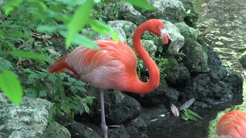 Flamingo in the pond. Exclusive 動画素材 237347847