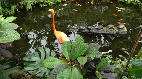 Flamingo, pond, fish, turtles Stock Footage 62813203