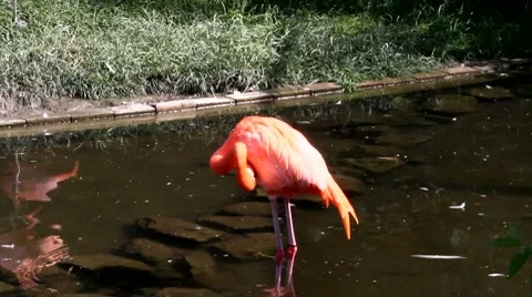 Flamingo by a pond Stock Footage 7763575