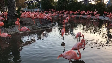 Flamingo in Pond Stock Footage 120810637