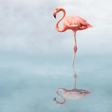 Flamingo in pond Foto stock