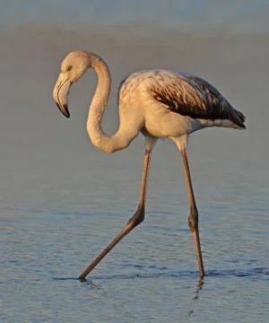 Flamingo in the pond Stock Photos