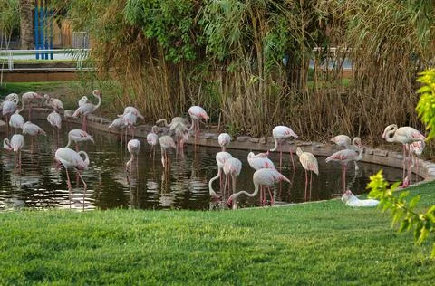 Flamingo Pond Stock Photos